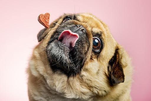 CBD For Pets: How Much CBD Should You Give Your Pet? - CHC Distro