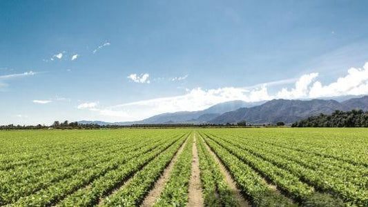 What The US Farm Bill Means For CBD - CHC Distro