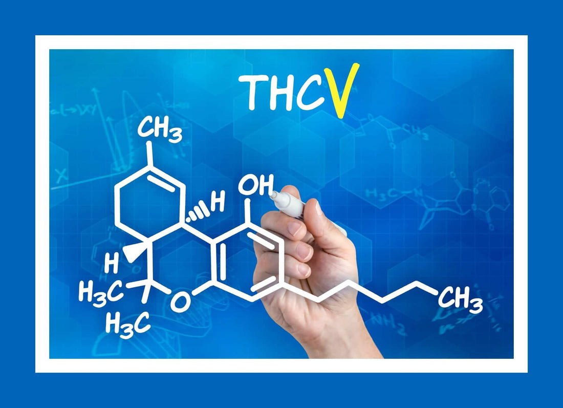 What is the Buzz around THCV aka "Diet Weed" - CHC Distro